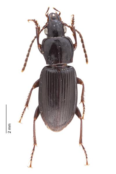 Carabes de Suisse  - Pterostichus oenotrius