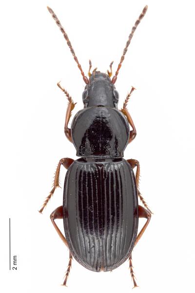   - Pterostichus ovoideus ovoideus