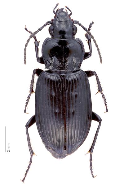   - Pterostichus quadrifoveolatus