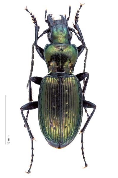 Carabes de Suisse  - Pterostichus rutilans