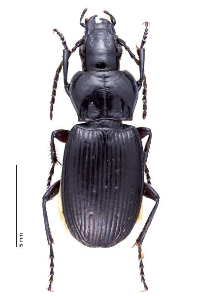   - Pterostichus spinolae