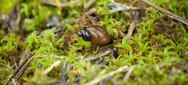 Mollusken der Schweiz Salz-Bernsteinschnecke - Quickella   arenaria