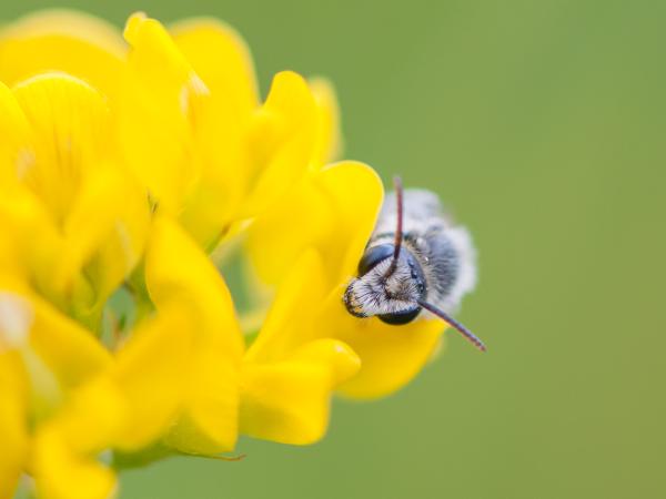 Les abeilles sauvages de Suisse Rophite de la Luzerne - Rhophitoides canus