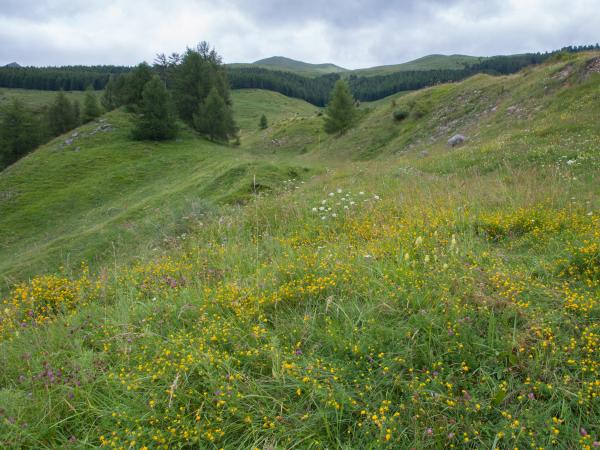 Les abeilles sauvages de Suisse Rophite de la Luzerne - Rhophitoides canus