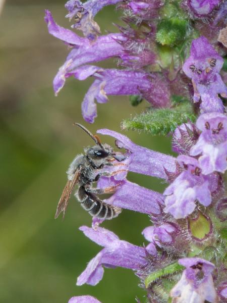 Les abeilles sauvages de Suisse Rophite cinq-épines - Rophites quinquespinosus