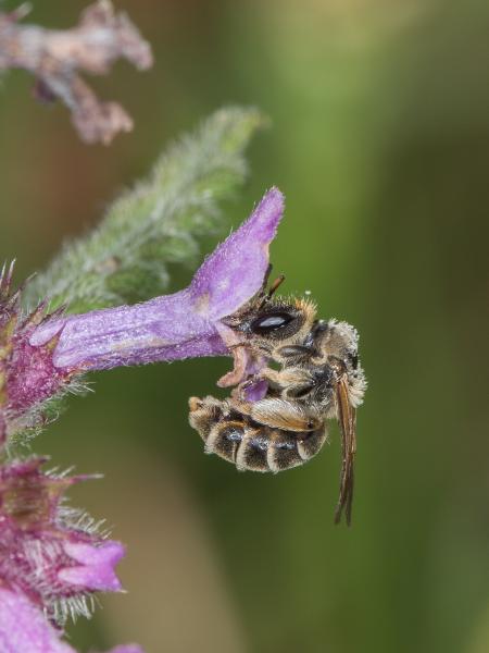 Les abeilles sauvages de Suisse Rophite cinq-épines - Rophites quinquespinosus