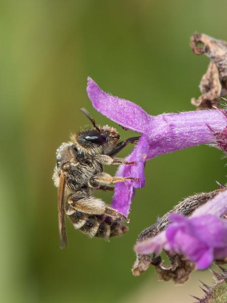 Les abeilles sauvages de Suisse Rophite cinq-épines - Rophites quinquespinosus
