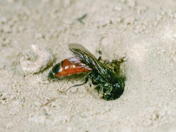 Wildbienen der Schweiz Dickkopf-Blutbiene - Sphecodes monilicornis
