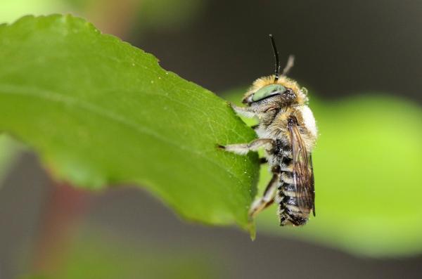 Wildbienen der Schweiz  - Megachile argentata