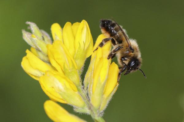 Wildbienen der Schweiz  - Megachile circumcincta
