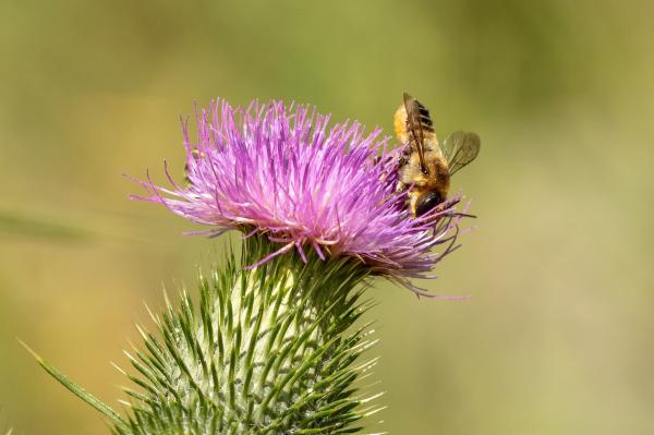 Wildbienen der Schweiz  - Megachile lagopoda