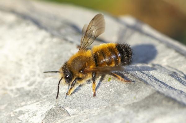 Wildbienen der Schweiz  - Megachile parietina