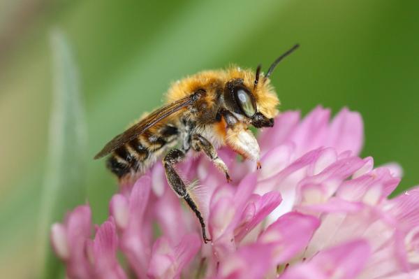 Wildbienen der Schweiz  - Megachile willughbiella