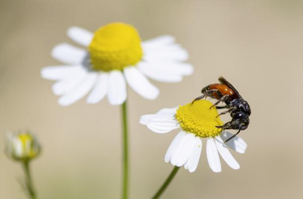 Wildbienen der Schweiz Netz-Blutbiene - Sphecodes reticulatus