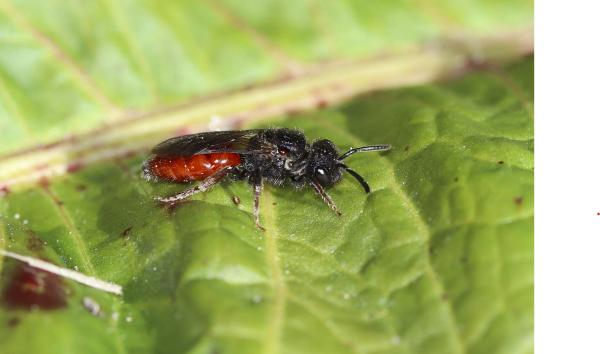 Wildbienen der Schweiz Schwarzhaarige Blutbiene - Sphecodes ruficrus