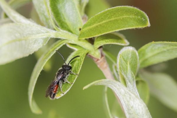 Wildbienen der Schweiz Schwarzhaarige Blutbiene - Sphecodes ruficrus