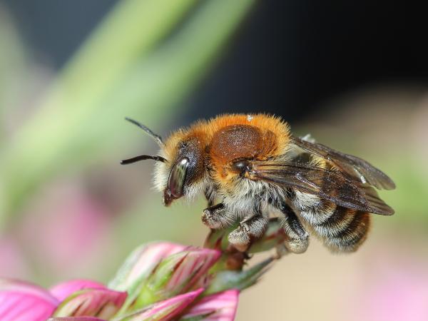 Wildbienen der Schweiz  - Trachusa byssina