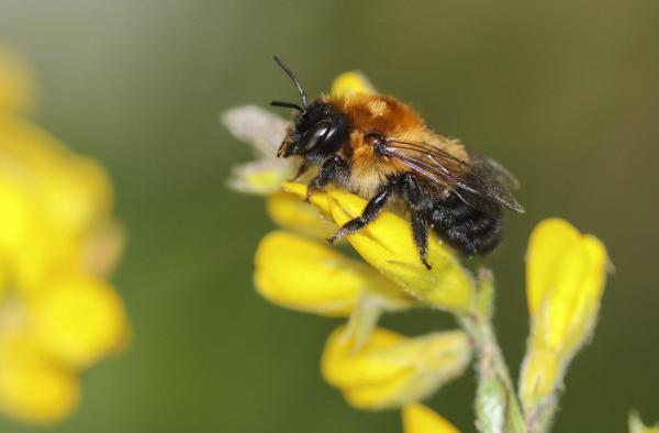 Wildbienen der Schweiz  - Megachile nigriventris