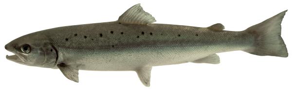 Poissons de Suisse Saumon atlantique - Salmo salar 