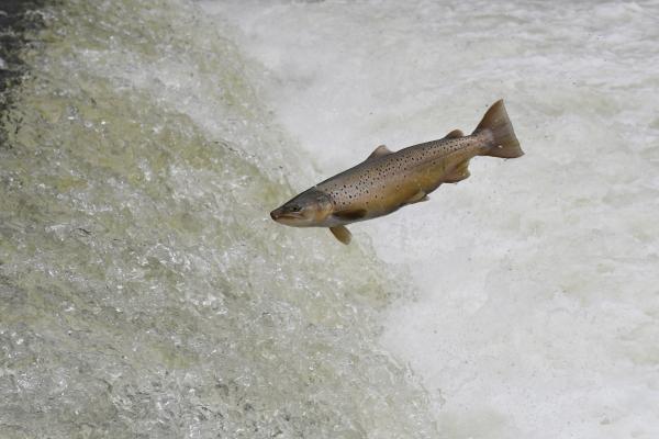 Poissons de Suisse Truite atlantique  - Salmo trutta 