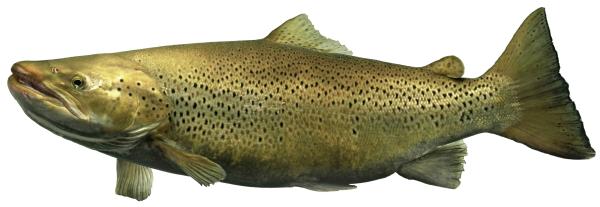 Poissons de Suisse Truite atlantique  - Salmo trutta 