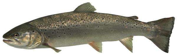 Poissons de Suisse Truite atlantique  - Salmo trutta 