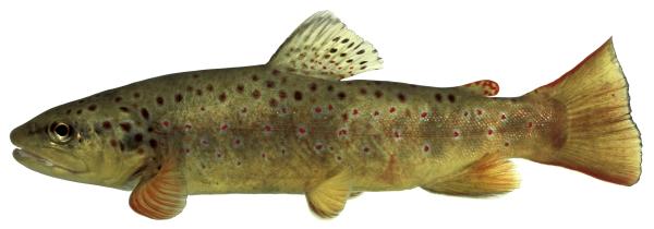 Poissons de Suisse Truite atlantique  - Salmo trutta 