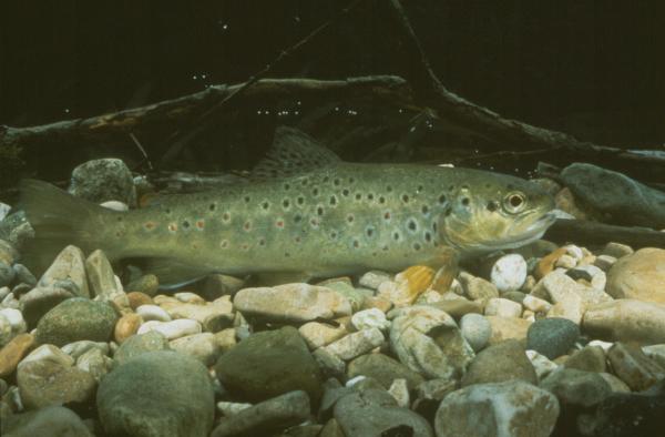 Poissons de Suisse Truite atlantique  - Salmo trutta 