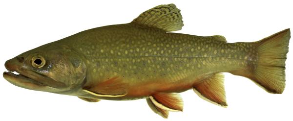  Bachsaibling  - Salvelinus  fontinalis 