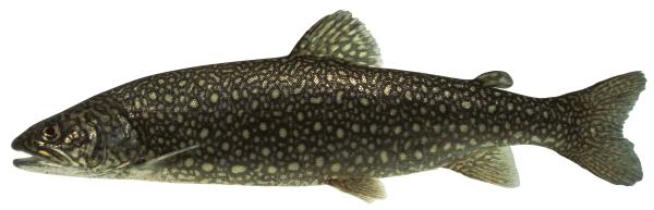  Kanadische Seeforelle  - Salvelinus  namaycush 