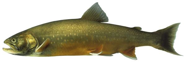 Poissons de Suisse Omble chevalier  - Salvelinus umbla 