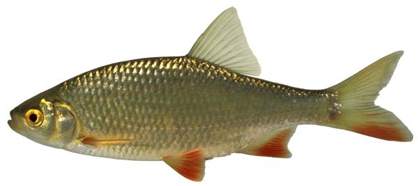 Fischen der Schweiz Rotfeder  - Scardinius erythrophthalmus 