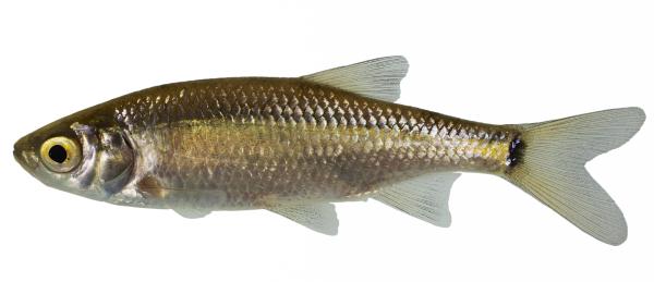Fischen der Schweiz Scardola italiana  - Scardinius hesperidicus 