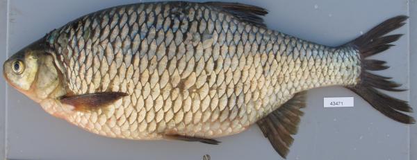 Fischen der Schweiz Scardola italiana  - Scardinius hesperidicus 