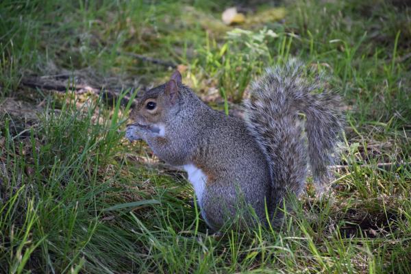  Grauhörnchen - Sciurus carolinensis