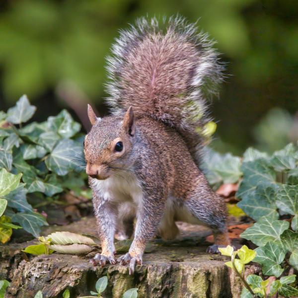  Grauhörnchen - Sciurus carolinensis
