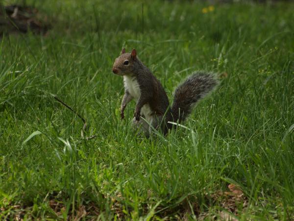  Grauhörnchen - Sciurus carolinensis