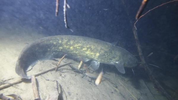 Fischen der Schweiz Wels  - Silurus glanis 