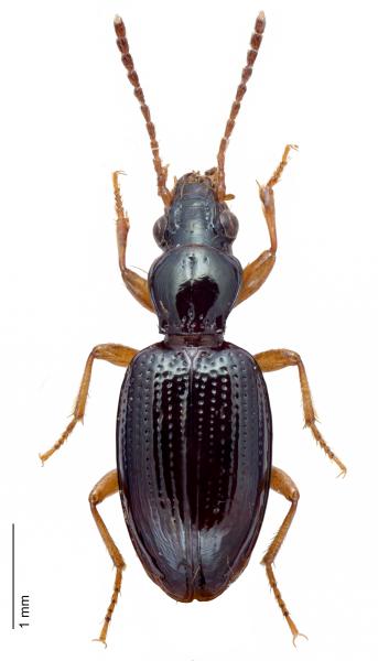Carabes de Suisse  - Sinechostictus decoratus