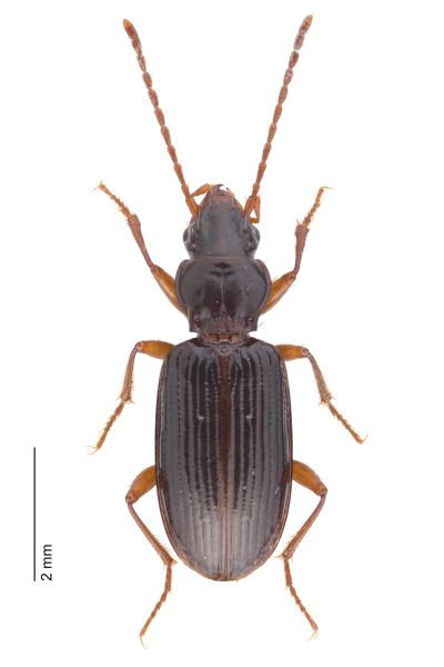 Carabes de Suisse  - Sinechostictus inustus