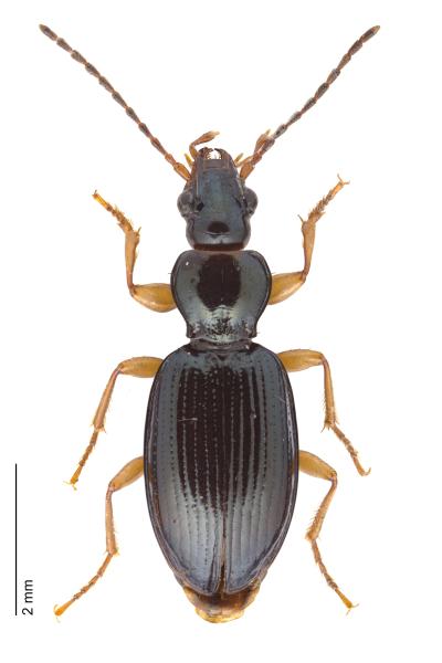 Carabes de Suisse  - Sinechostictus stomoides stomoides
