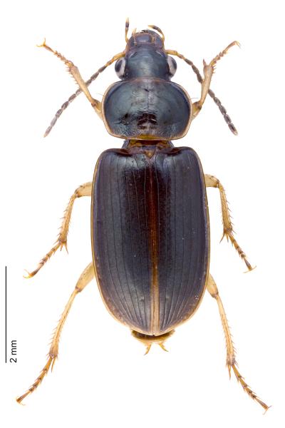 Carabes de Suisse  - Stenolophus marginatus
