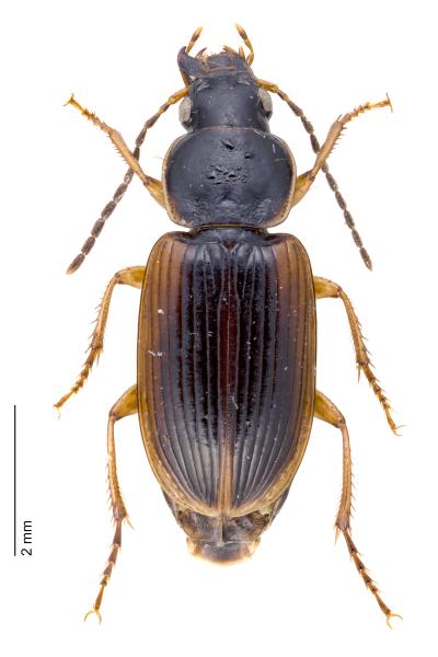 Carabes de Suisse  - Stenolophus mixtus