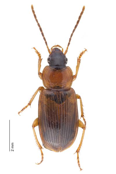Carabes de Suisse  - Stenolophus skrimshiranus