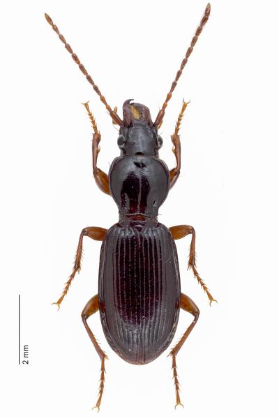 Carabes de Suisse  - Stomis pumicatus pumicatus