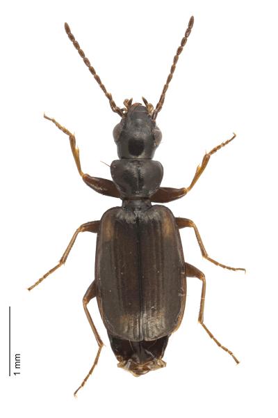   - Syntomus obscuroguttatus