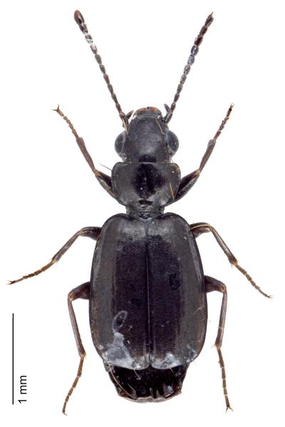   - Syntomus truncatellus