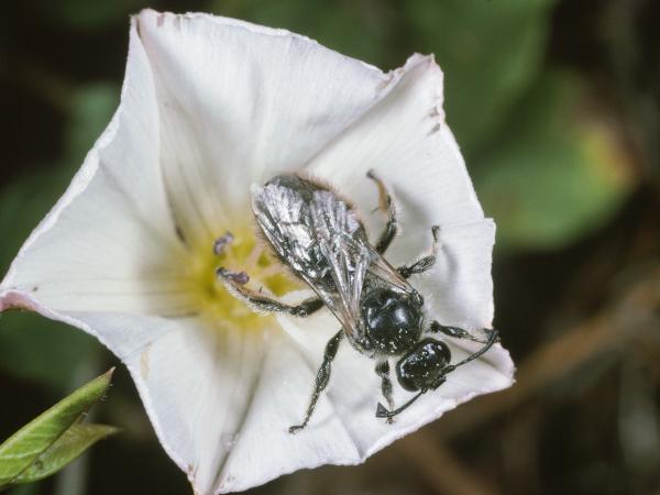 Les abeilles sauvages de Suisse Systrophe spiralé - Systropha curvicornis