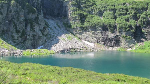 Carabes de Suisse  - Trechus pochoni