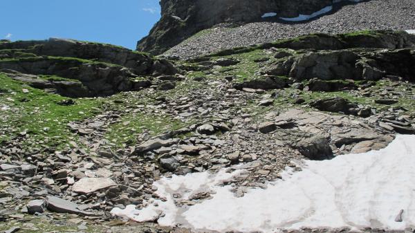 Carabes de Suisse  - Trechus pochoni